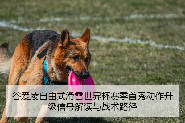 谷爱凌自由式滑雪世界杯赛季首秀动作升级信号解读与战术路径